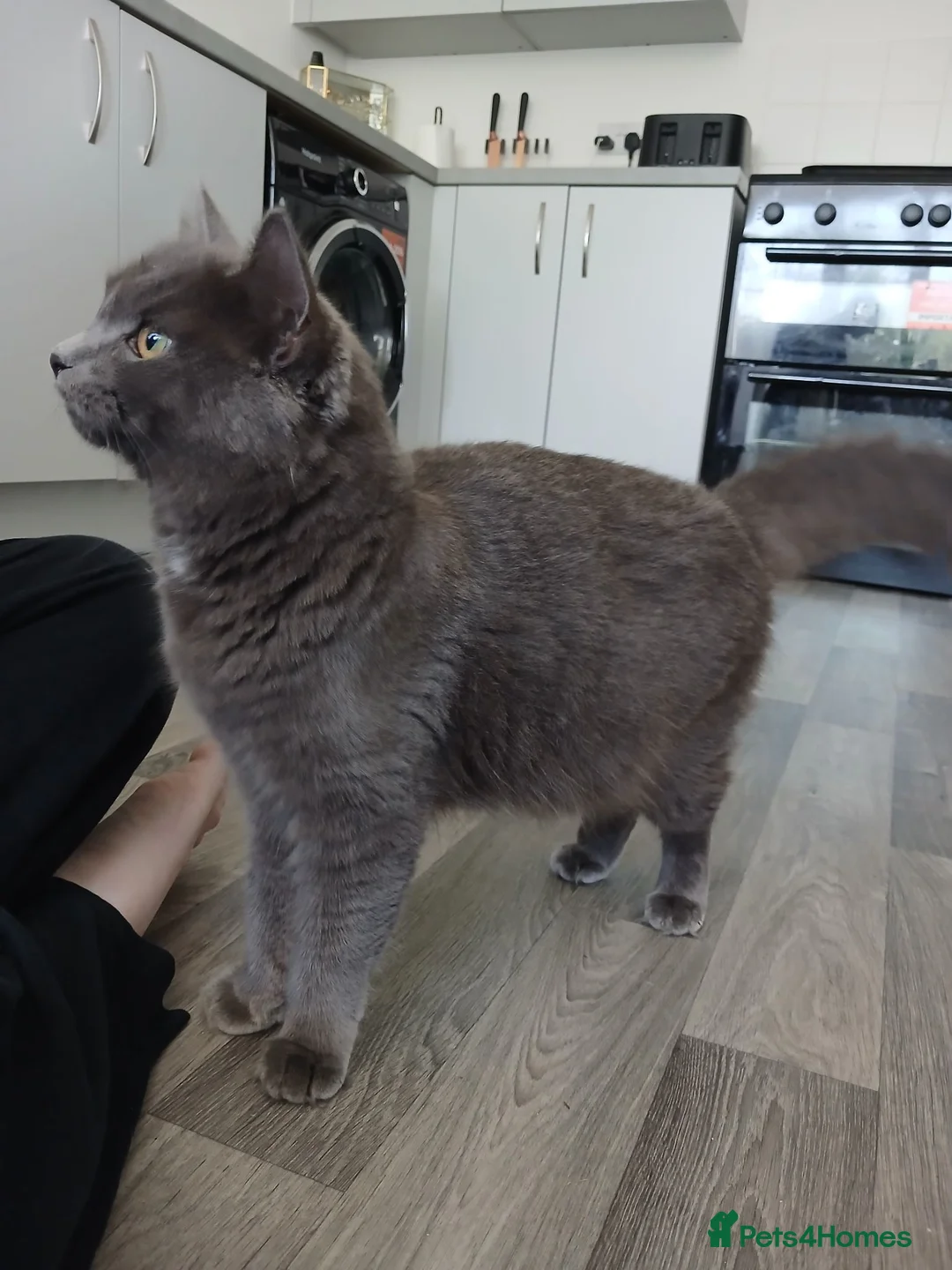 Mixed Breed cats for sale: Gorgeous kittens - Advert 1