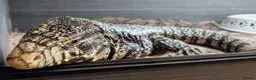 Monitor reptiles for sale: Adult male tegu  - Advert 2