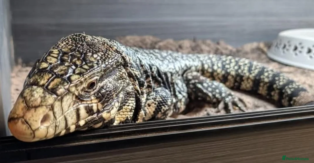 Monitor reptiles for sale: Adult male tegu  - Advert 2