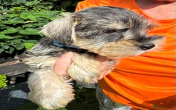 Miniature Schnauzer dogs for sale: Happy healthy miniature Schauzer puppies - Image 2