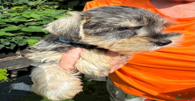 Miniature Schnauzer dogs - Advert 5