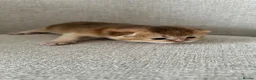 British Shorthair cats for sale: 🐾British Shorthair Golden Shaded Kittens🐾 - Advert 20