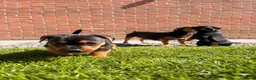 Jack Russell dogs for sale: Jack Russel Terrier in York - Advert 4