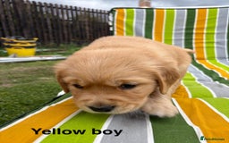 Golden Retriever dogs for sale: Beautiful litter of KC reg Golden Retriever pups  - Image 9