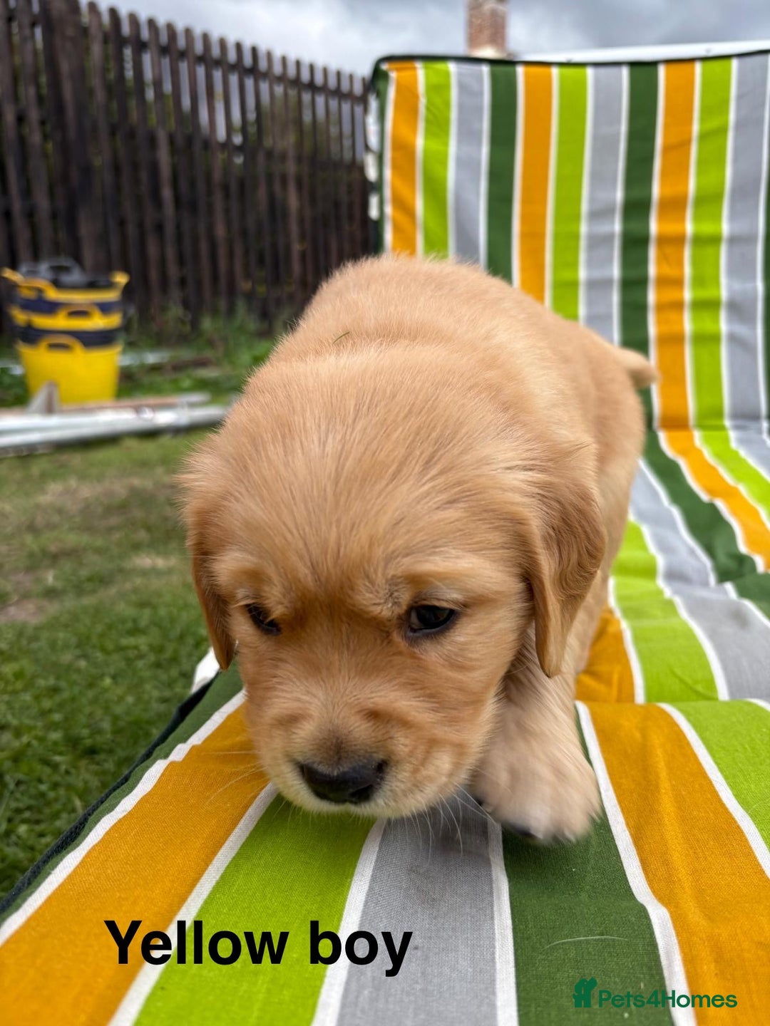Golden Retriever dogs for sale: Beautiful litter of KC reg Golden Retriever pups  - Image 9