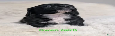 Doxiepoo Gwen