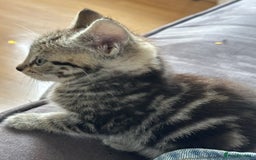 Mixed Breed cats for sale: 3 Beautiful Kittens Remaining  - Image 8