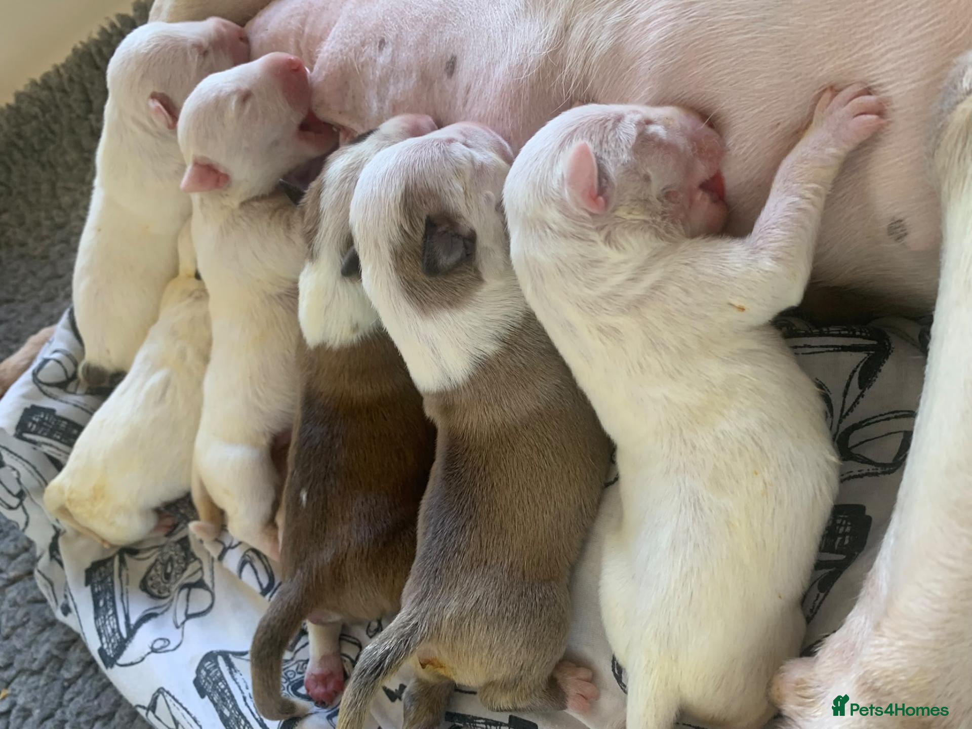 English Bull Terrier dogs Outstanding Quality Bull Terrier Puppies - Advert 2