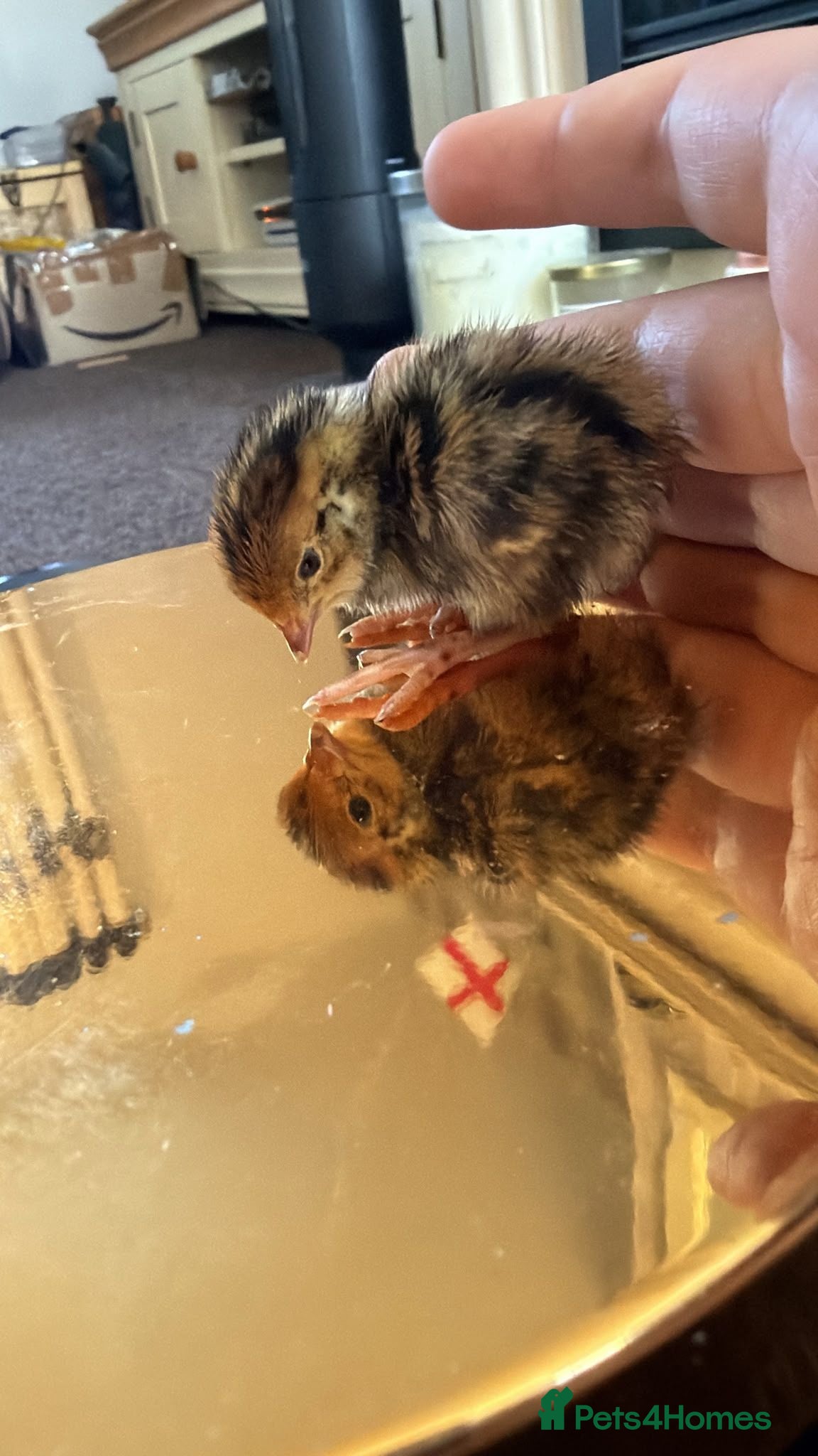Quail poultry Coturnix quail chics - Advert 2