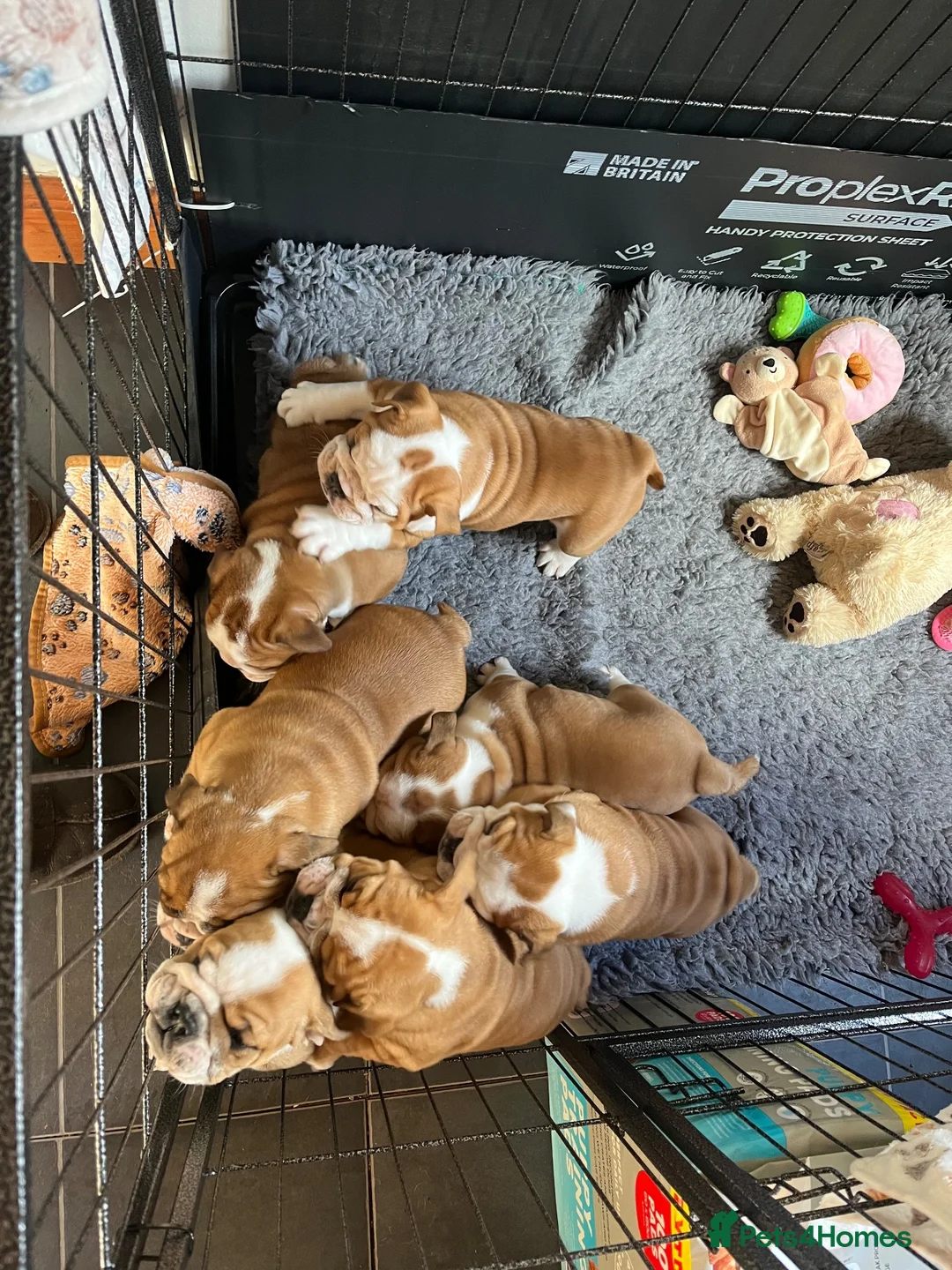 English Bulldog dogs for sale: KC British Bulldog puppies  in Liss - Advert 10