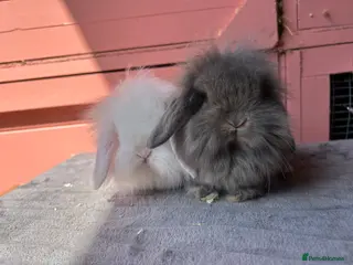 Mini Lion Lop rabbits Vaccinated lionlop babies - Advert 2