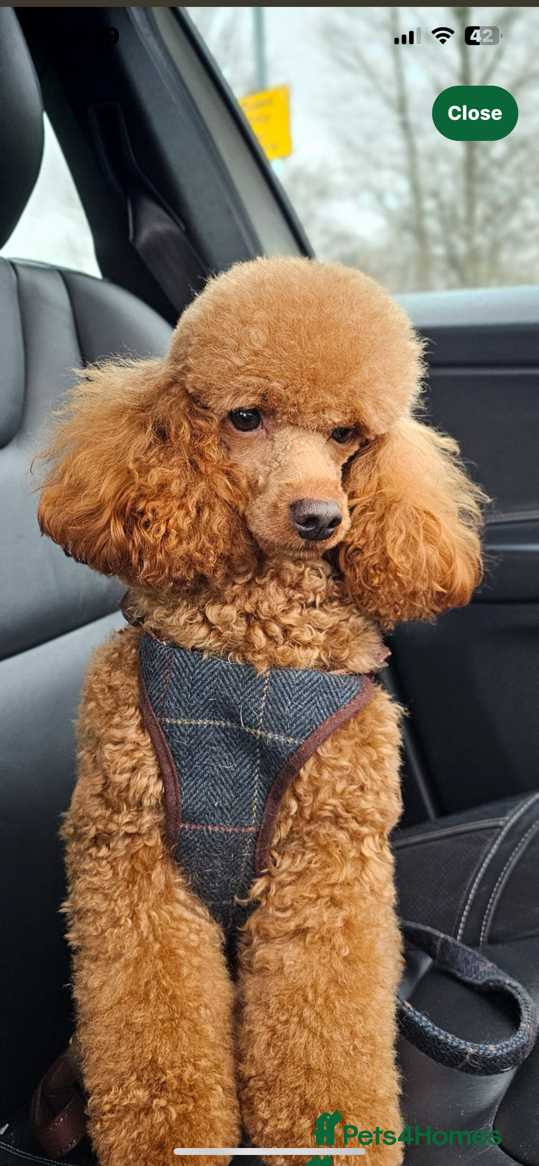 Cockapoo dogs for sale: Toy cockapoo - Advert 7