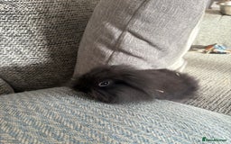 Mini Lion Lop rabbits for sale: Gorgeous Lion Mini lops - Image 8
