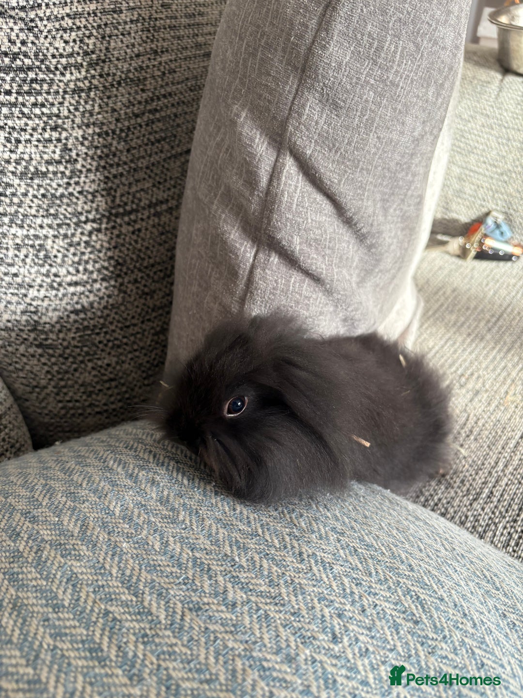 Mini Lion Lop rabbits for sale: Gorgeous Lion Mini lops - Image 8