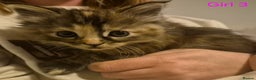 Mixed Breed cats for sale: 5 Beautiful Maine Coon/Ragdoll Kittens  - Advert 3