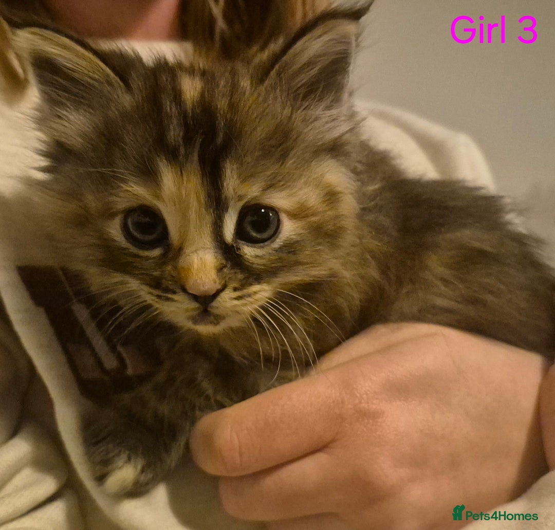 Mixed Breed cats for sale: 5 Beautiful Maine Coon/Ragdoll Kittens  - Advert 3