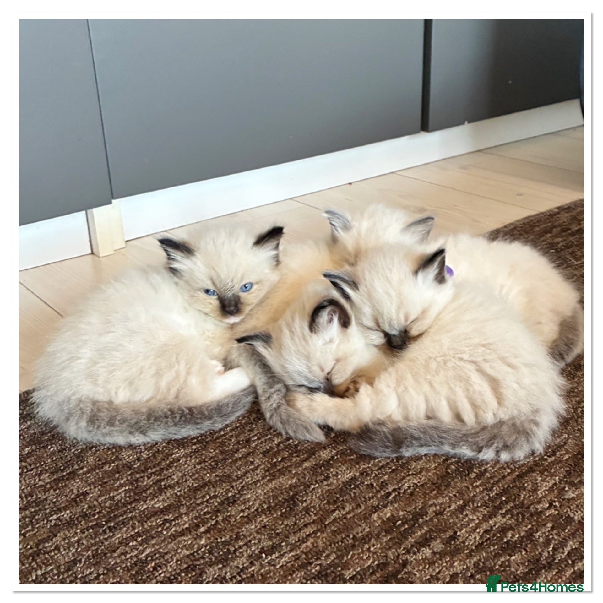 Ragdoll cats for sale: 6 cute pure breed Ragdoll kittens 2 boys 4 girls  - Advert 1