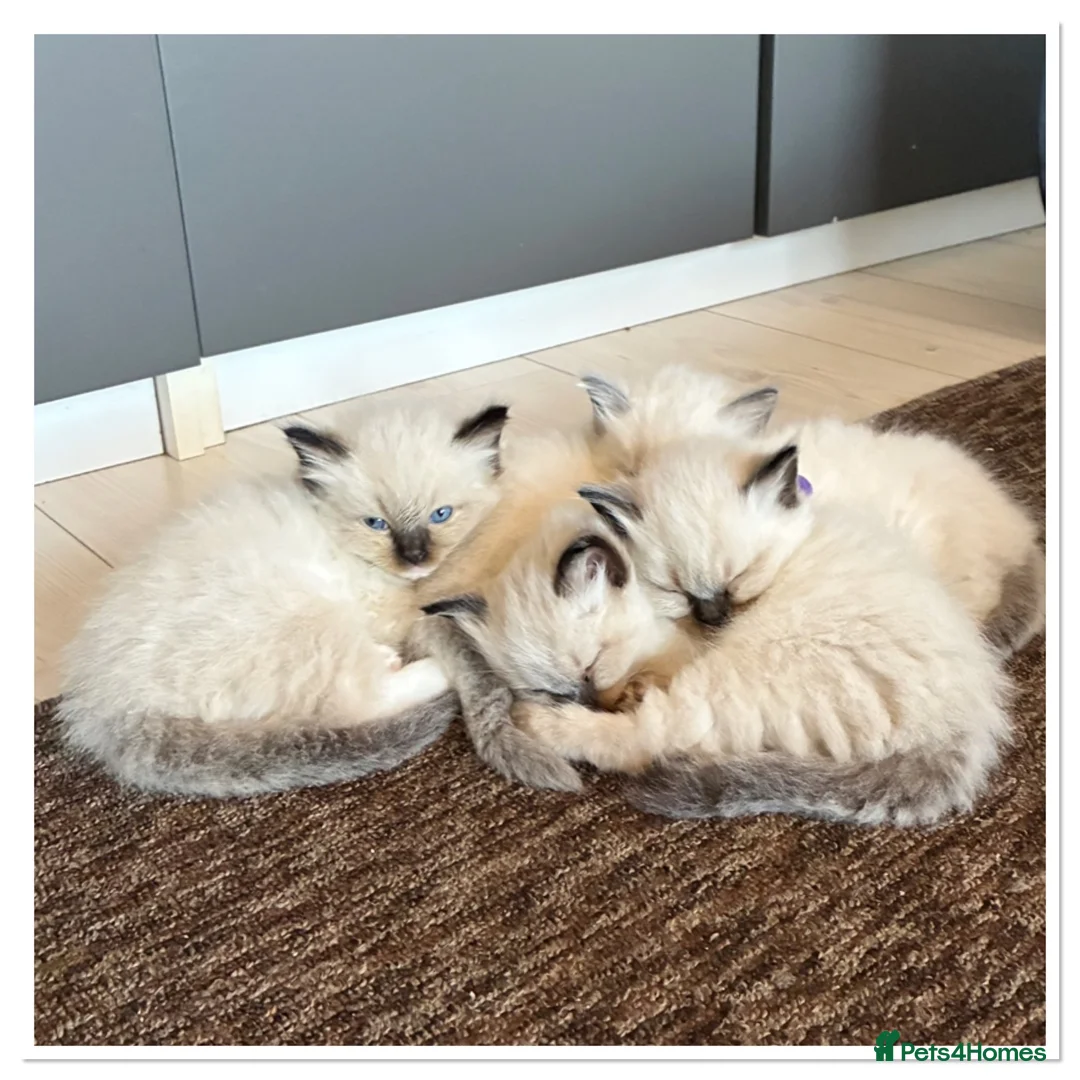 Ragdoll cats for sale: 6 cute pure breed Ragdoll kittens 2 boys 4 girls  - Advert 1