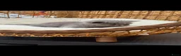 Exotic cats for sale: Exotic kittens  - Advert 15