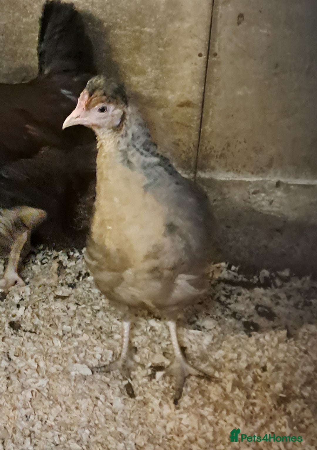 Chickens poultry for sale: Cream Legbar Females and Guinea Fowl  - Advert 1