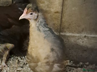 Chickens poultry Cream Legbar Females and Guinea Fowl - Advert 1