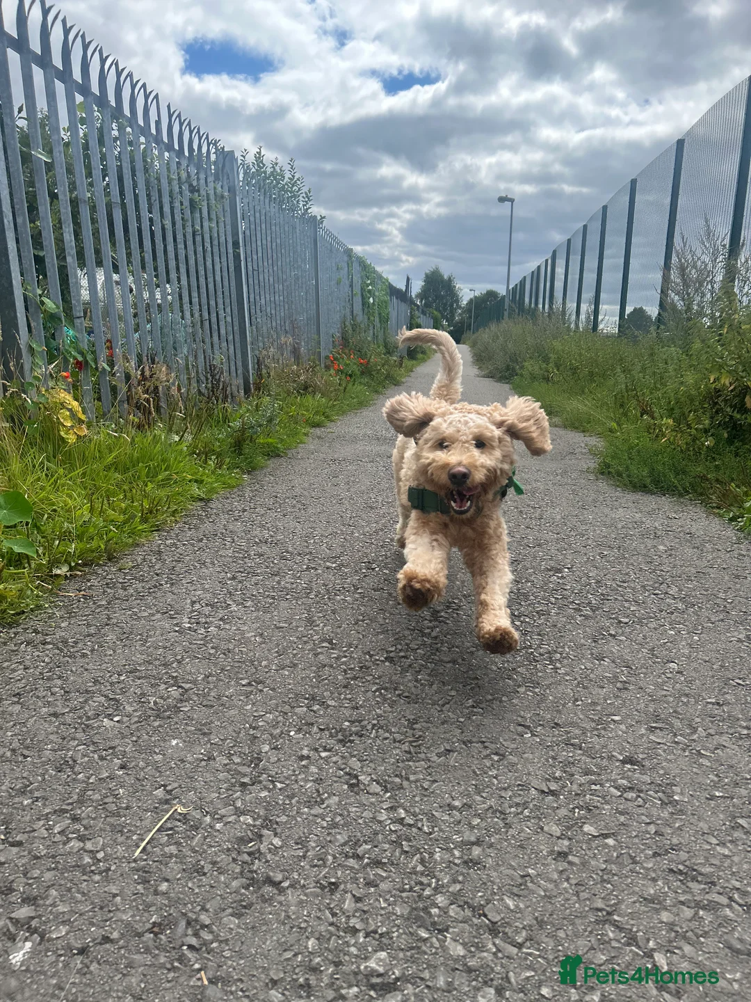 Goldendoodle dogs for sale: Goldendoodle Rehome - Advert 7