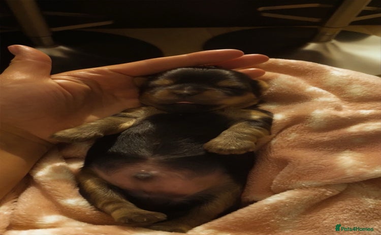 Yorkshire Terrier dogs - Advert 9
