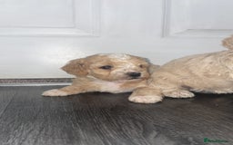 Miniature Poodle dogs for sale: Miniature poodle puppies  - Image 14