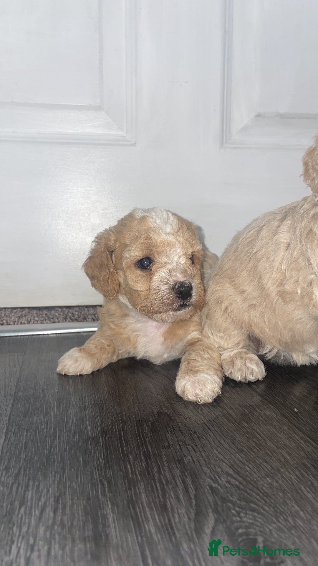 Miniature Poodle dogs for sale: Miniature poodle puppies  - Image 14