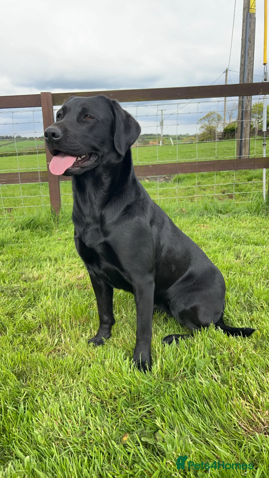 Labrador Retriever dogs for sale: Lovely KC registered Black and Chocolate pups - Advert 12