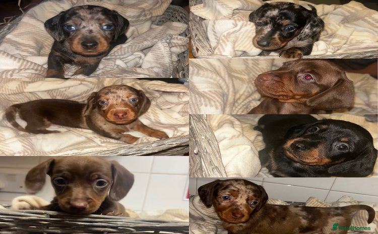 Miniature Dachshund dogs - Advert 1