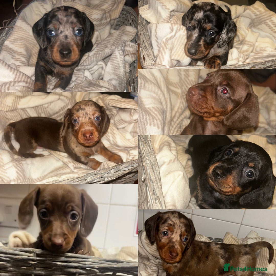 Miniature Dachshund dogs for sale: Mini dachshunds  - Image 1