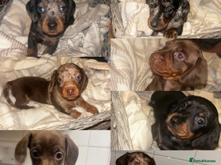 Miniature Dachshund dogs - Advert 23