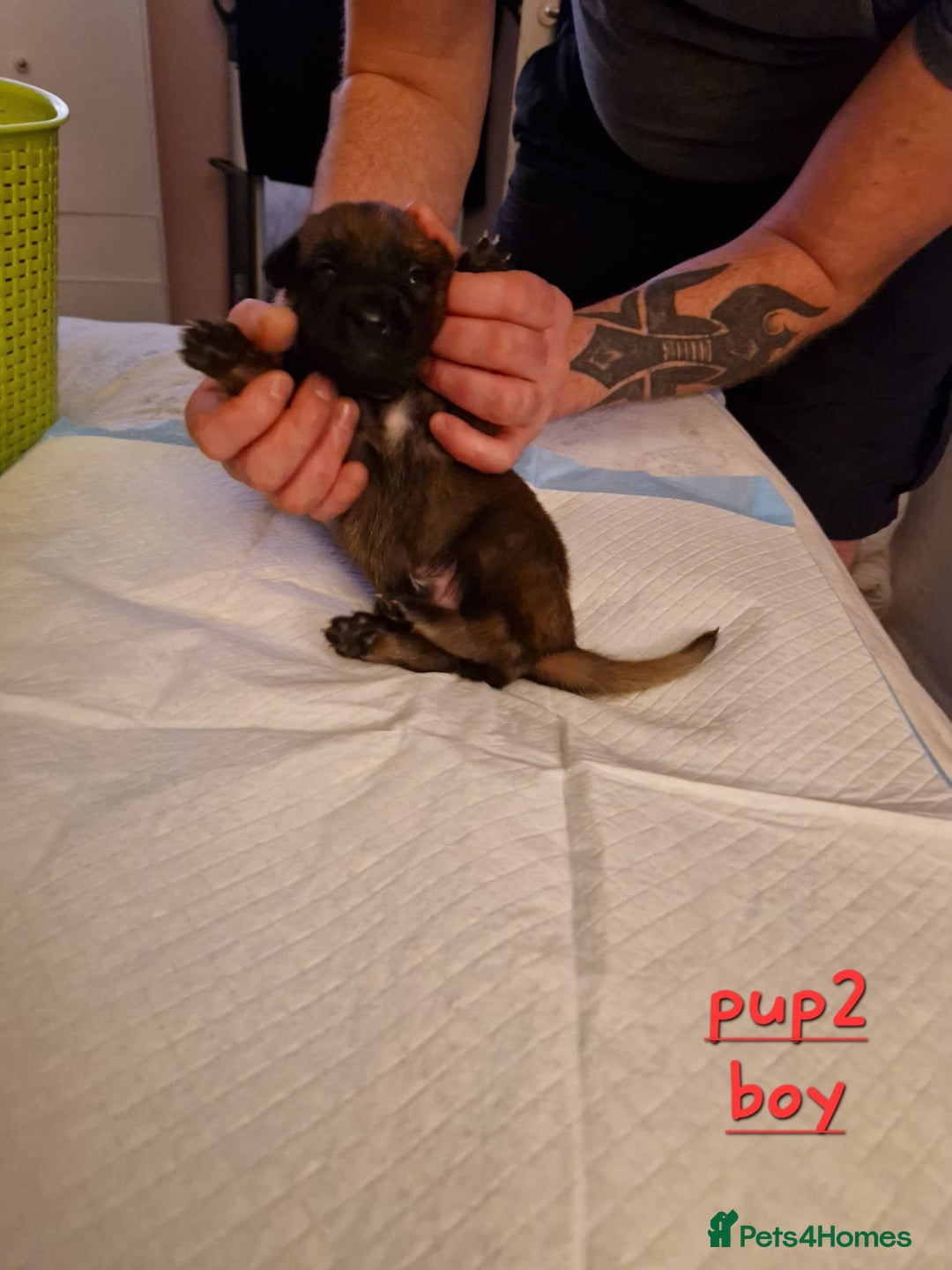 Belgian Shepherd Dog dogs for sale: 100% Belgian Malinois - Advert 6