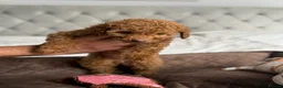 Toy Poodle dogs for sale: Gorgeous Toy Poodle puppies  - Advert 7