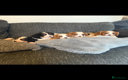Cavalier King Charles Spaniel dogs for stud: Kc dna clear cavalier boy for stud  in Huddersfield - Image 19