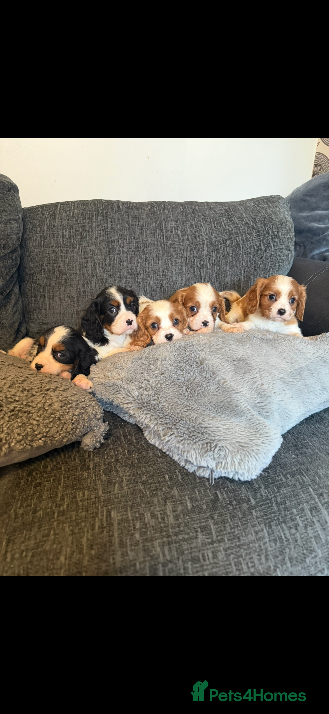 Cavalier King Charles Spaniel dogs for stud: Kc dna clear cavalier boy for stud  in Huddersfield - Image 19