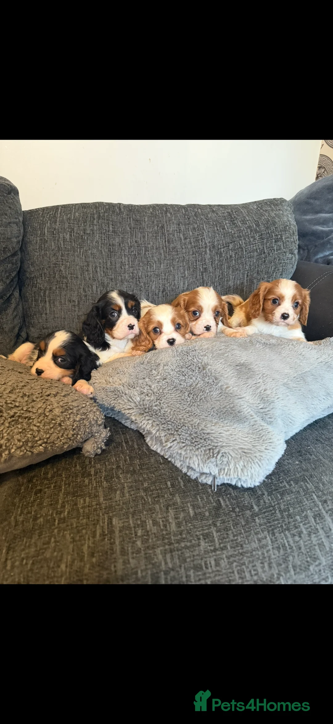 Cavalier King Charles Spaniel dogs for stud: Kc dna clear cavalier boy for stud  in Huddersfield - Advert 19