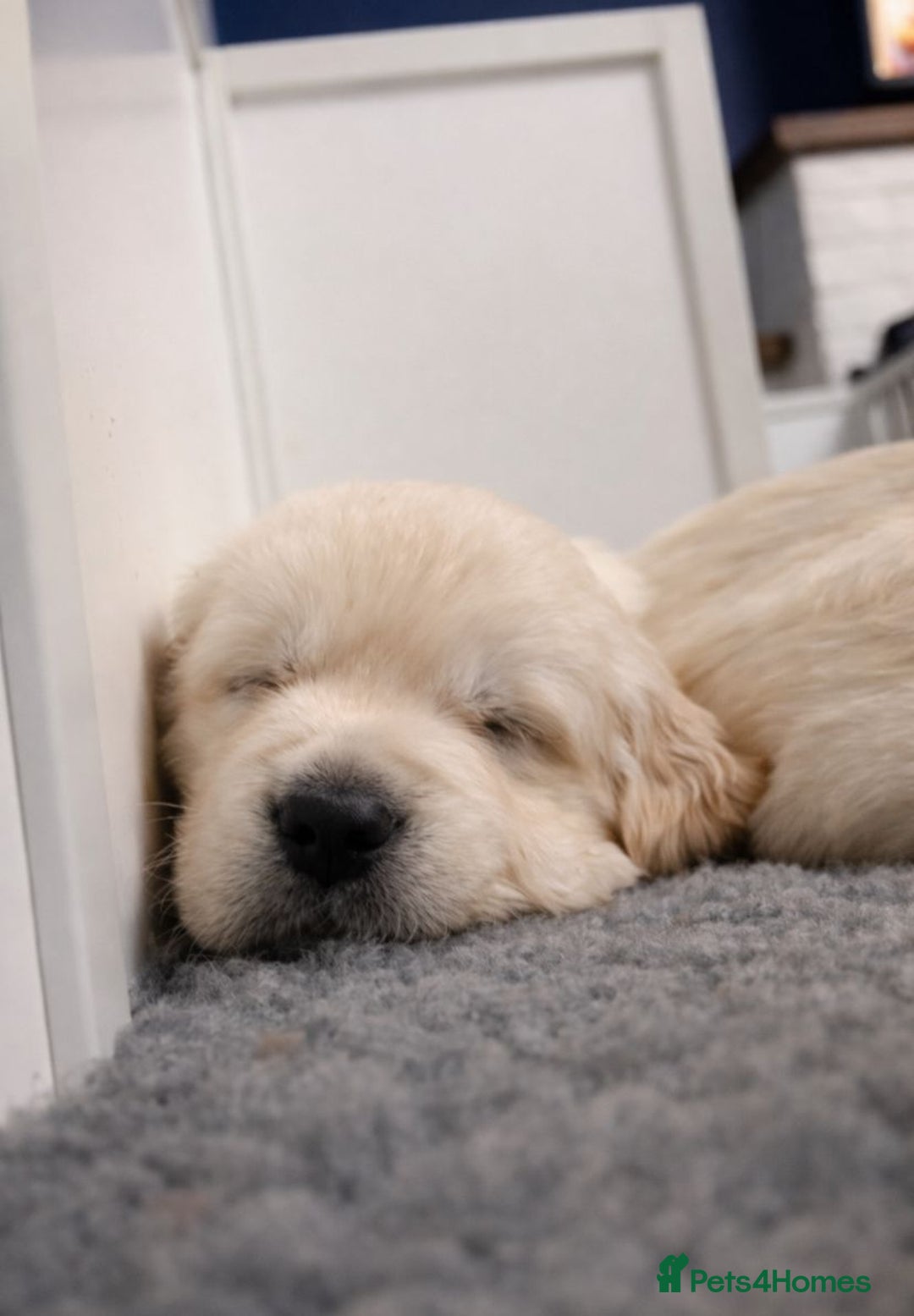 Golden Retriever dogs for sale: Gorgeous KC Registered Golden Retriever Puppies - Advert 8