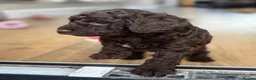 Cockapoo dogs for sale: 1x Chocolate  Female cockapoo  in Bolton - Advert 2