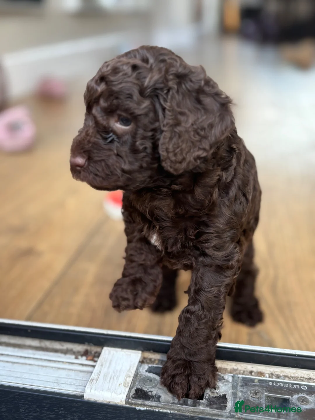 Cockapoo dogs for sale: 1x Chocolate  Female cockapoo  in Bolton - Advert 2