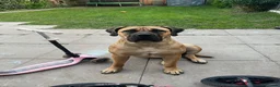 Boerboel dogs for sale: Our beautiful girl Narla in Birmingham - Advert 4