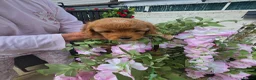 Cavapoo dogs for sale: Teddy bear F1 cavapoo  - Advert 6