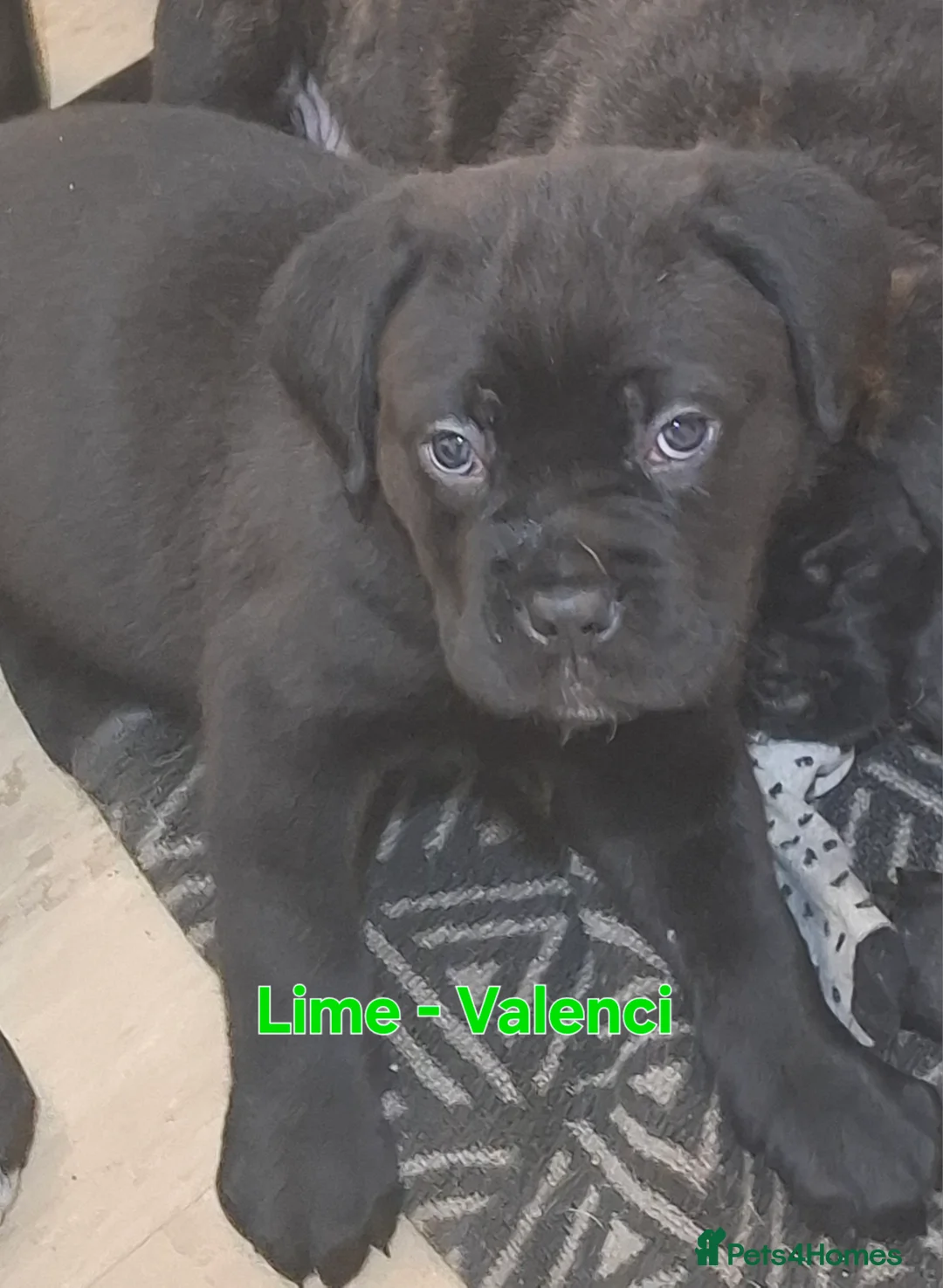 Mixed Breed dogs for sale: Litter of 10 Beautiful, Chunky Puppies - Advert 7