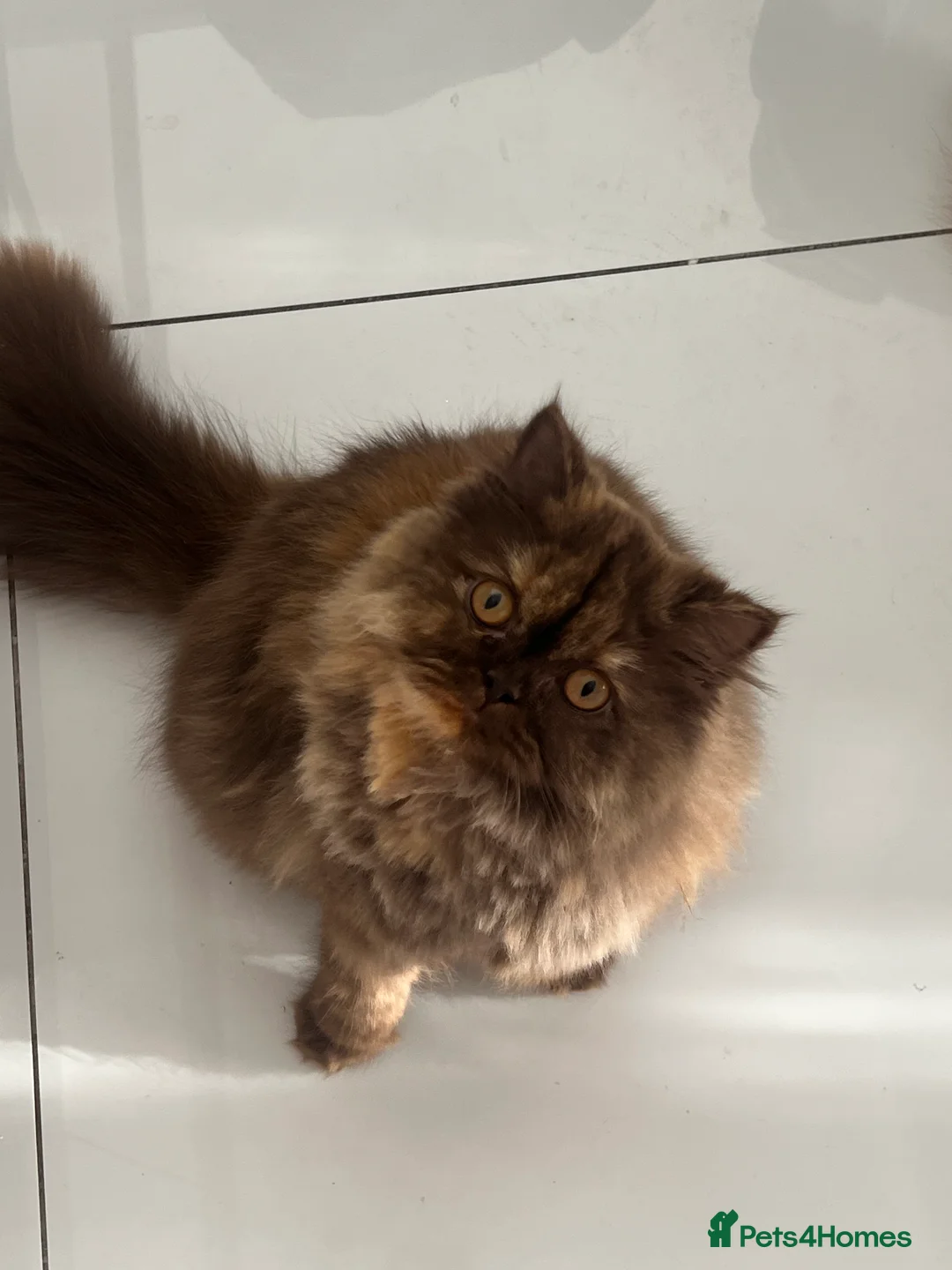 British Longhair cats for sale: Choclate & cream bicolour British long hair female - Advert 4