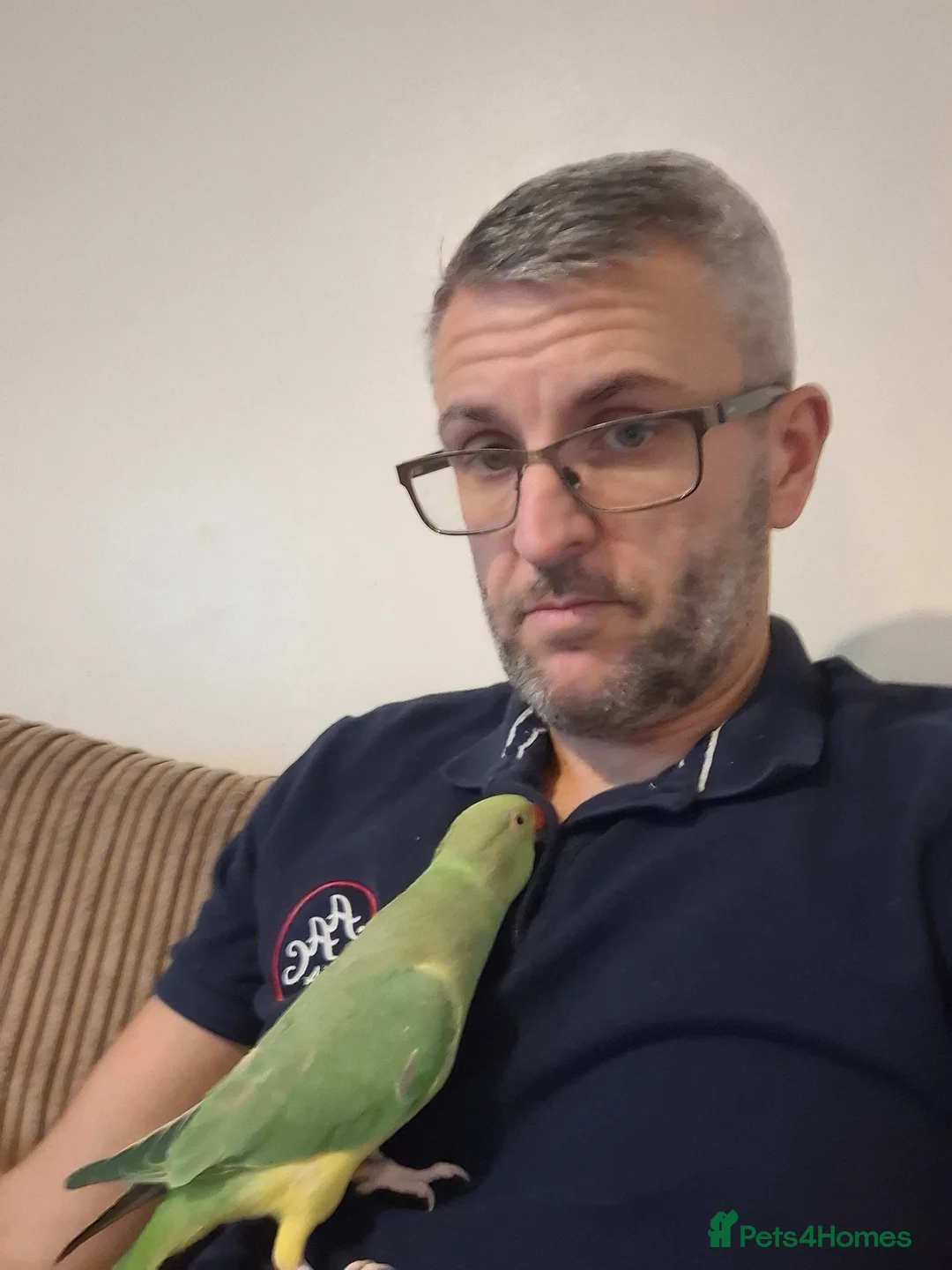 Ringnecks birds for sale: 1 year old Indian ringneck for rehome in Chippenham - Advert 2