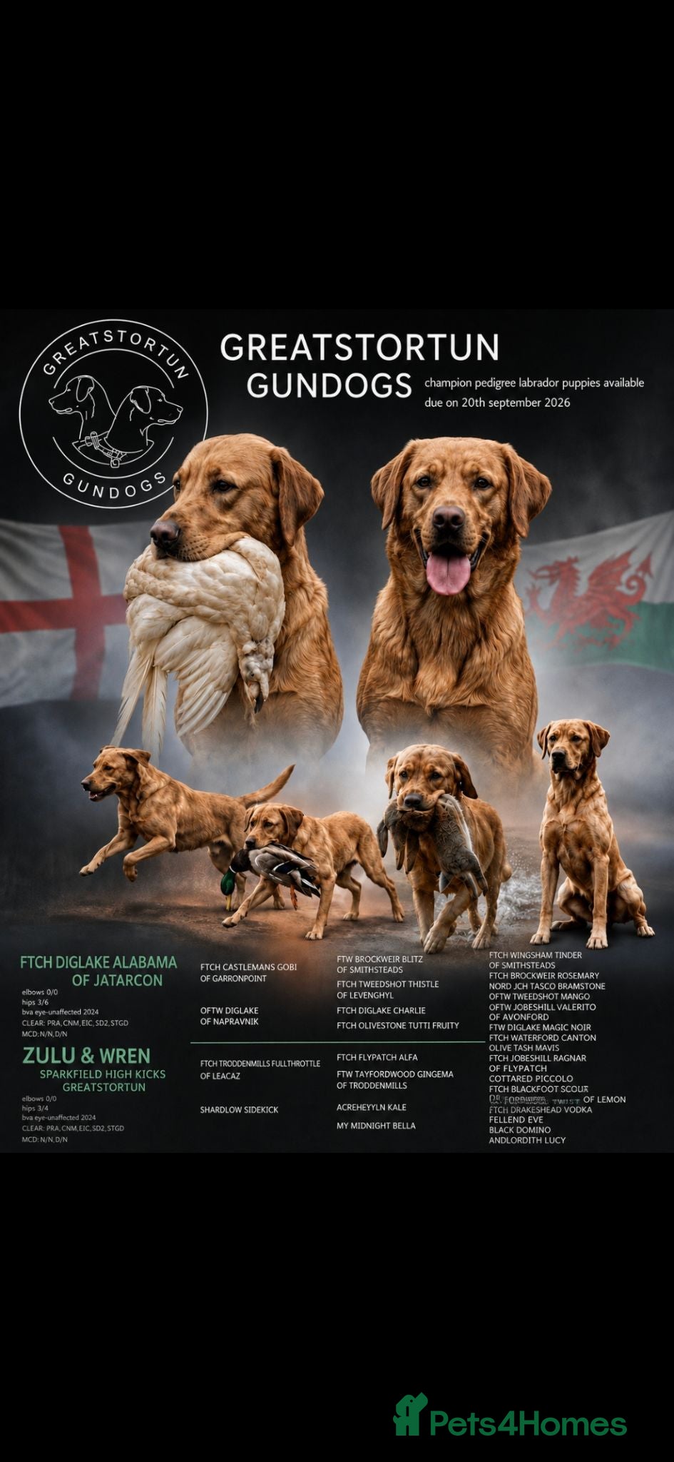 Labrador Retriever dogs Prestigious Field Trial Champion health tested KC - Advert 1
