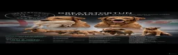 Labrador Retriever dogs for sale: Prestigious Field Trial Champion health tested KC - Advert 1