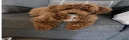 Cavapoochon dogs for stud: HUGO Toy Poodle / cavapoochon in Porth - Advert 2
