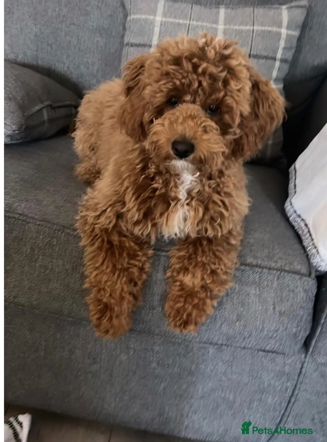 Cavapoochon dogs for stud: HUGO Toy Poodle / cavapoochon in Porth - Advert 2